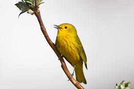 Image result for Vangueria proschii