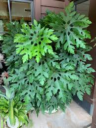 Image result for Trevesia