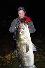 articles the 100 pound striped bass the fisherman magazine