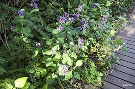 Image result for Hypoestes sp. aff. aristata B