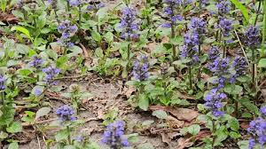 Image result for Commelina reptans