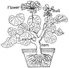 Pin By Terry Gardner On Education Tools Parts Of A Flower Flower Coloring Pages Coloring Pages