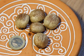 Image result for Croton megalobotrys