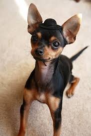 He is a pleased and. Site Is Undergoing Maintenance Chihuahua Puppies Cute Dogs Puppies