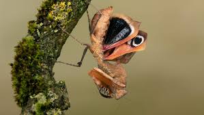 3.0 out of 5 stars 4. How A Praying Mantis Says Boo The New York Times