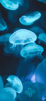 5 Awesome Iphone 8 Iphone Xs Or Iphone Xr Wallpapers 70 Jellyfish Photography Ocean Wallpaper Jellyfish