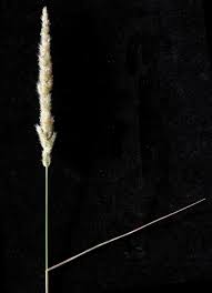 Image result for Enneapogon pretoriensis