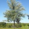 Russian olive (elaeagnus angustifolia) these pictures of this page are about:russian olive tree flowers. Https Encrypted Tbn0 Gstatic Com Images Q Tbn And9gcsslvtixvmjuctqeiwf2kqftprwxp Xr Yz3yrvnl9ugavv7dhi Usqp Cau