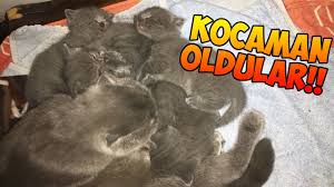 Kediler 1 Aylik Oldular Youtube