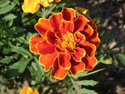 Sang Et Or œillet D Inde Oeillet D Inde Fleur Jardin Petits Jardins