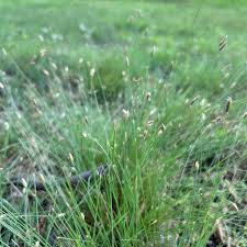 Image result for Fimbristylis scabrida