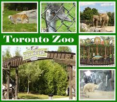 The toronto zoo is located about 22 miles northeast of downtown toronto. Toronto Zoo Canada Toronto Zoo Toronto Travel Canada Travel