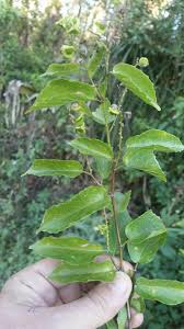 Image result for Gouania