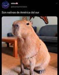 El carpincho, capibara o chigüiro (hydrochoerus hydrochaeris) es un animal de la familia de los cávidos. Los Carpinchos Cautivan Las Redes Sociales El Simpatico Roedor Cobro Protagonismo Y Es Tendencia Entre Los Usuarios De Twitter Misionesonline