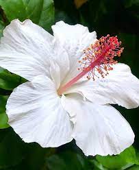 White Hibiscus Gogeous Blossom Petals Redandwhite Contrast Hawaii Tropical Flowers Macro Flowersand White Hibiscus Blue Lotus Flower Hibiscus Plant