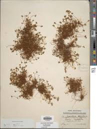 Image result for Marsilea aegyptiaca