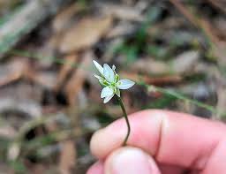 Image result for Psychotria ceratoloba