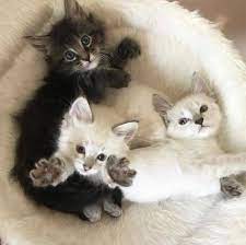 Cathaztrophy There Are My Three Cute Cats 3 Cute Animal Videos Baby Kittens Cute Cats