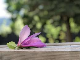 The traditional florist shop is a major outlet for cut flowers. Magnolia Blossoms Growing Enjoying These Stunning Spring Flowers Home For The Harvest