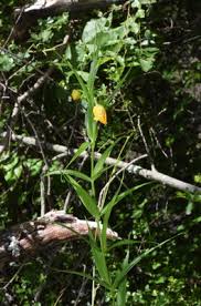 Image result for Littonia modesta