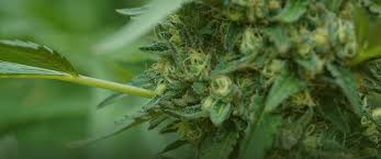 Nitrogen Deficiency In Cannabis Plants Organitek