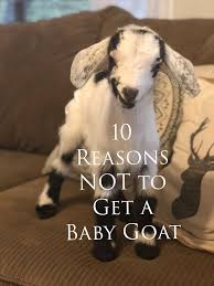10 Things To Consider Before You Get A Baby Goat Southern Sunday Farm Baby Goats Goats Goat Farming