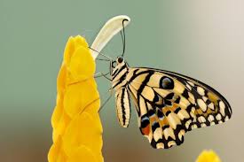 Check spelling or type a new query. 30 Beautiful Butterfly Wallpapers And Backgrounds Inspirationfeed