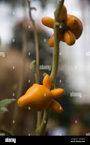 Image result for Solanum mammosum