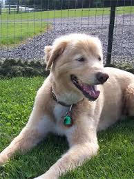 husky german shepherd golden retriever mix golden retriever husky mix golden retriever designer dogs