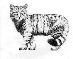 Polish your personal project or design with these cat drawing transparent png images, make it even more personalized and more attractive. Wild Cat By Chimerum On Deviantart