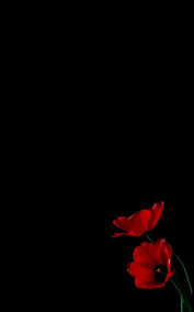 Pin By Novel Stars On Red Rose Flower Background Wallpaper Purple Flowers Wallpaper Black Background Wallpaper