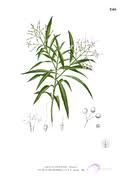 Image result for Pavetta mocambicensis