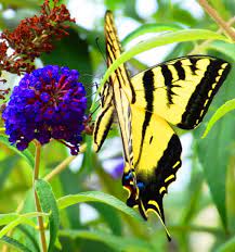 One Touch Of Nature Makes The Whole World Kin William Shakespeare
