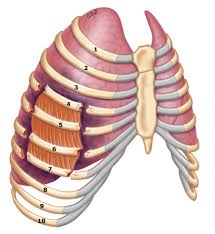 Image result for Flail Chest