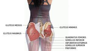 Gluteus maximus (yellow), gluteus medius (blue) and gluteus minimus (red) are the main muscles that contribute to the shape of the buttocks. How To Work And Use Your Glute Muscles Correctly In Yoga