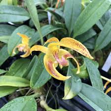 Image result for Bulbophyllum elliotii