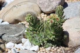 This may not be a. 15 Rock Garden Ideas To Create A Sense Of Calm Lawnstarter