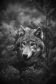 We have 72+ amazing background pictures carefully picked by our community. Wallpaper Iphone Wolf Best 50 Free Background