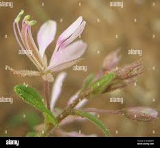 Image result for Cleome monophylla