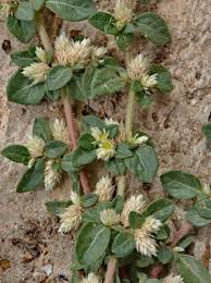 Image result for Alternanthera caracasana
