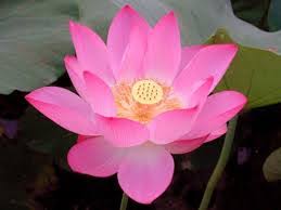 Persentase bunga tabungan bca per tahun sesuai dengan jumlah saldo di rekening. 15 Manfaat Bunga Lotus Dan Maknanya Manfaat Co Id