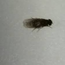 little black fly infestation ask an