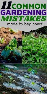 11 Common Gardening Mistakes For Beginners To Avoid Gardening For Beginners Survival Gardening Easy Garden