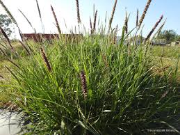 Image result for Cenchrus trisetus