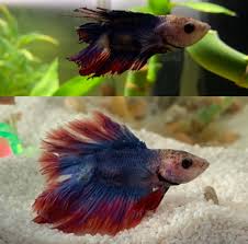Pin On Betta Fish