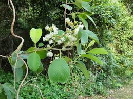 Image result for Tetracera