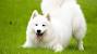 Alaskan Malamute Long Hair Husky