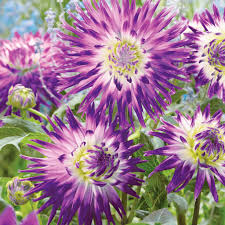 نتیجه جستجوی لغت [veritable] در گوگل