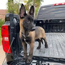 Study finds nhv natural pet products tripsy beneficial in managing urinary stones in dogs and cats it's part of our promise to help pets that keeps us motivated to push the boundaries on the scientific evidence of the benefits of herbal dietary supplements for pets. Im In Love Belgian Malinois Puppies Malinois Puppies Malinois Dog