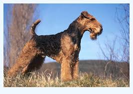 The dog is said to be a good companion and a watchdog. To People That Want To Start Airedale Terrier Puppy But Are Affraid To Get Started Dog Breed